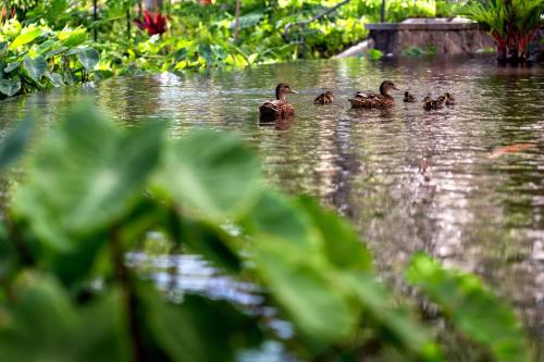 a group of ducks swimming in the water at Sheraton Waikiki Beach Resort in Honolulu