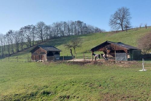 two horses are standing in a field next to two barns at Große tolle 4 Zimmer Ferienwohnung im Herzen des Odenwaldes in Mörlenbach