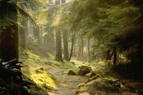 a painting of a path in a forest at Grouse Lodge in Dunoon