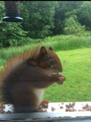 a small squirrel eating food out of a window at Grouse Lodge in Dunoon