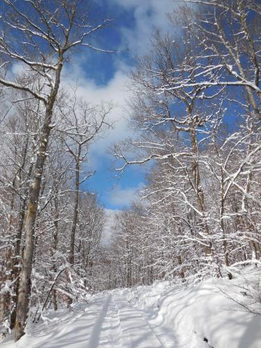 a snow covered path in a forest with snow covered trees at Auberge de La Chaloire in La Petite-Verrière