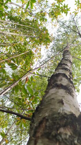 a tall tree looking up into the sky at La Maison du Lac in Flavignac