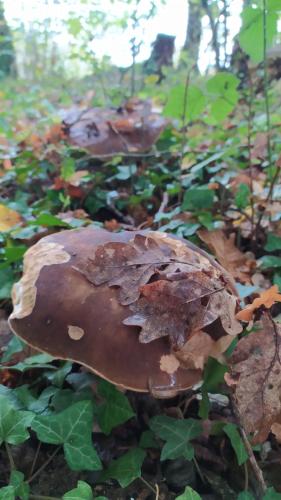 a large brown mushroom on the forest floor at La Maison du Lac in Flavignac