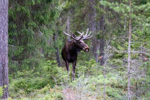 Ảnh trong thư viện ảnh của The Cub Cottage in North Pole AK ở North Pole