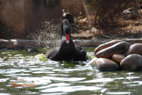 a black bird in the water with a splash at Masseria Don Sante in Fasano