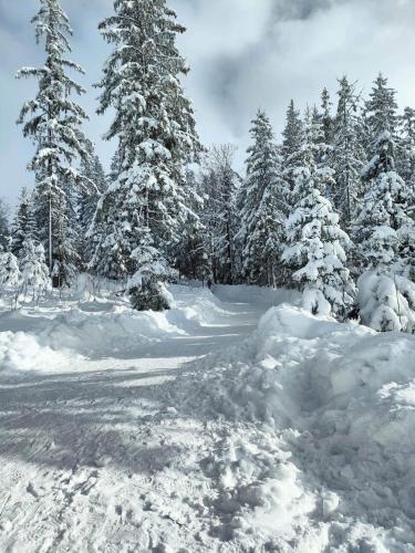 a group of trees covered in snow with trees at Willa u Skrajnioka in Czerwienne