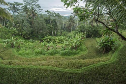 a garden in the middle of a jungle at Masakali Retreat in Ubud