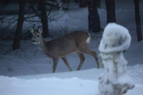 a deer walking in the snow next to a fire hydrant at Kompleks Małe Dolomity in Hucisko