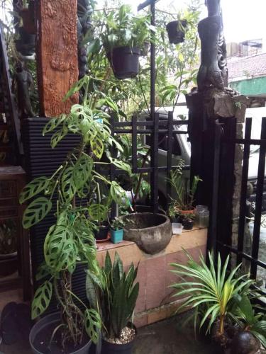 een groep planten in potten op een patio bij 8 Up House in Betek