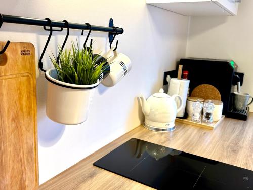 a plant in a pot on a kitchen counter at Keskuse apartment with a balcony in Haapsalu