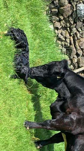 a black dog laying on the grass next to a stone wall at Stybeck Farm in Thirlmere