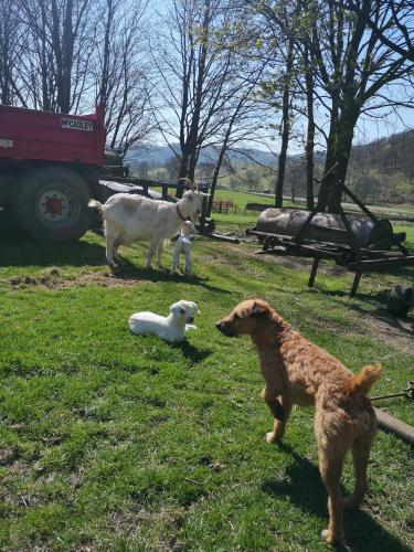 a group of animals standing in the grass at Stybeck Farm in Thirlmere