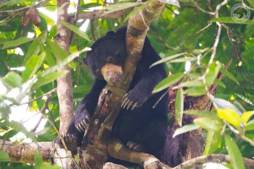 a black bear sitting on top of a tree branch at Welcome,3R2B Cheerful Family's Homestays Sandakan. in Sandakan