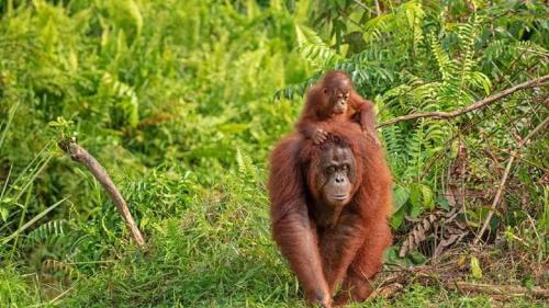a monkey carrying a baby on its back at Welcome,3R2B Cheerful Family's Homestays Sandakan. in Sandakan