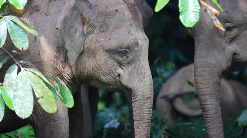 two elephants standing next to each other at Lovely & Cozy Apt In Nature City in Sandakan