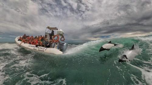 un grupo de personas en un barco en el océano con delfines en TriMar Frente al mar en Playa Unión