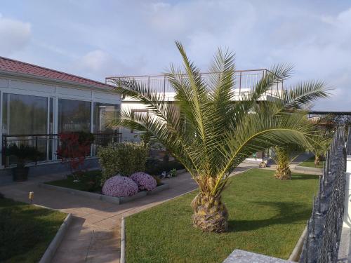 una palmera frente a un edificio en Villa Avdira en Paralía Avdhíron