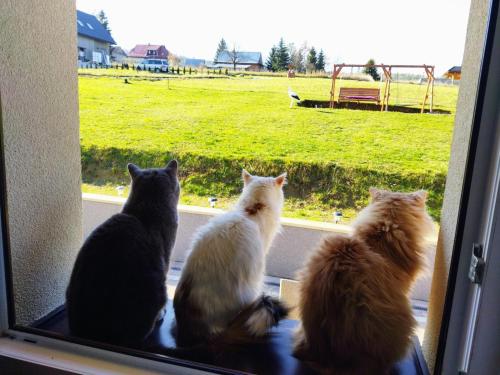three cats sitting in a window looking out at a field at Pokoje goscinne u Olguni in Chyrowa