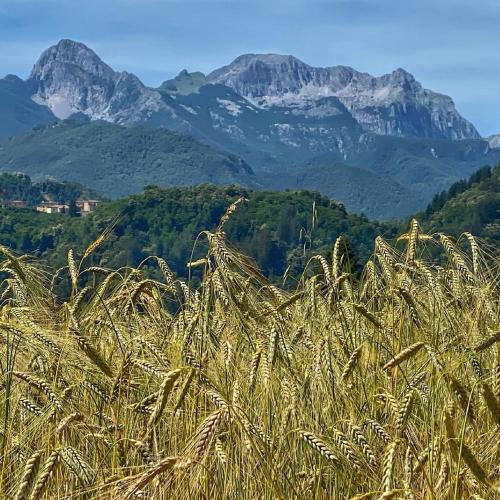 a field of grass with mountains in the background at La Locanda del Moro in Pieve Fosciana