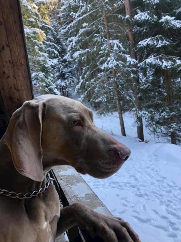 a brown dog is looking over a fence in the snow at Chatka v lese in Ružomberok