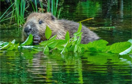 a bear cub swimming in the water near plants at Lovely Home In Råda With House Sea View in Råda