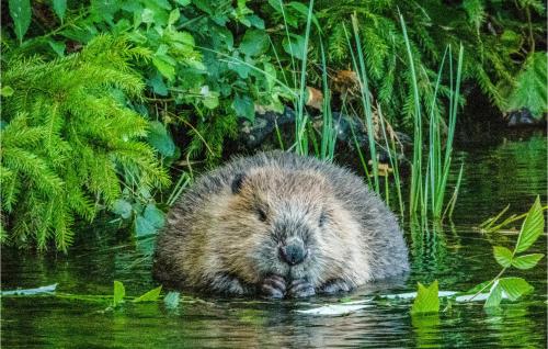 a porcupine is swimming in the water at Lovely Home In Råda With House Sea View in Råda