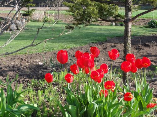 a group of red tulips in a garden at The Sanfurano in Kami-furano