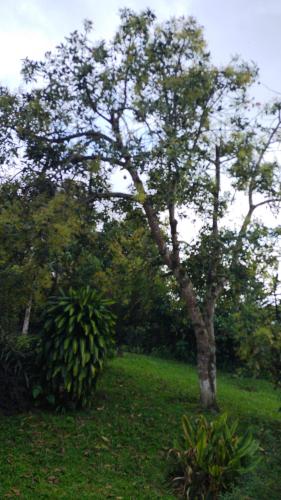 a tree in the middle of a green field at Casa Hudié Campestre in Cachipay