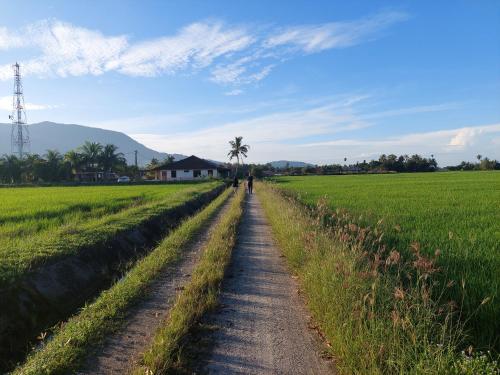 a dirt road through a field with a palm tree at Jerai Geopark Cottage 2bedrooms in Yan