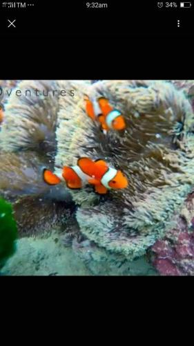 a group of orange and white clown fish in an ocean sponge at SUN'S TRAVEL AND TOURS AGENCY CORON PALAWAN in Coron