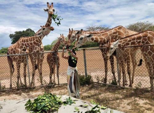 Una donna sta dando da mangiare alle giraffe a una recinzione di SUN'S TRAVEL AND TOURS AGENCY CORON PALAWAN a Coron