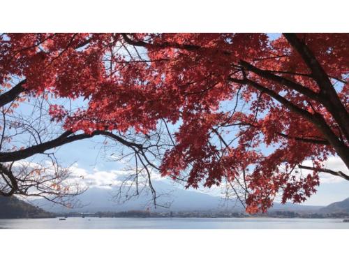 a tree with red leaves hanging over a lake at Megu fuji 2021 - Vacation STAY 74533v in Fujiyoshida
