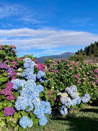a bunch of colorful flowers in a garden at Maison a Bourg- Murat proche de la cité du volcan in La Plaine des Cafres