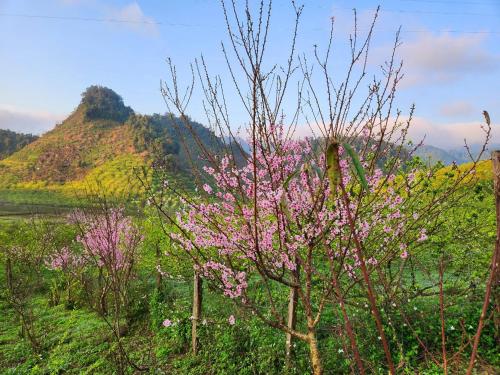 a tree with pink flowers on it in a field at Mộc Châu Peachy Garden in An Pon