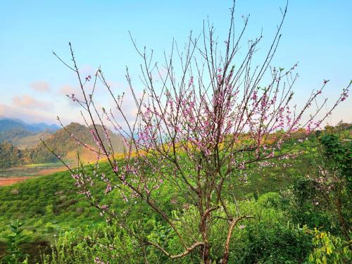 a tree with pink flowers on it in a field at Mộc Châu Peachy Garden in An Pon