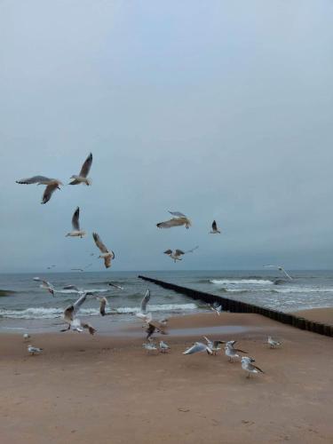 a flock of birds flying over the beach at Apartament Familia Dziwnówek in Dziwnówek