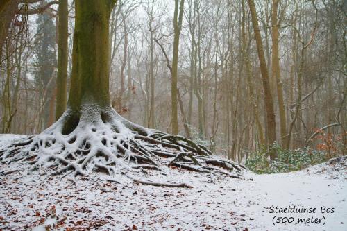 a tree with snow covered roots in a forest at dutchduochalet2 in Heenweg