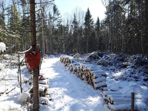 a row of logs in the snow in a forest at Upper Humber Settlement a FarmStay B&B in Cormack