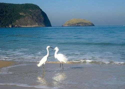 two white birds standing on a beach near the water at Apart Hotel Alecrim Praia de Camboinhas com Marina pe na areia in Niterói