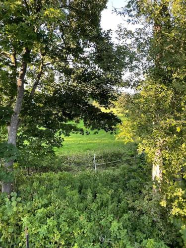 een veld met een hek tussen de bomen bij Lantligt läge nära Göteborg och flygplatsen in Landvetter