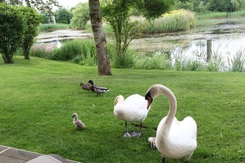 Foto sihtkohas Somerford Keynes asuva majutusasutuse Cotswolds Lake side home with luxury spa Swallows Nest,Lower Mill Estate, Lakeside home and spa with a Harry Potter cupboard under the stairs galeriist