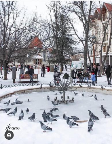 a group of pigeons in a park in the snow at APPARTEMENT AMIRA iFRANE in Ifrane