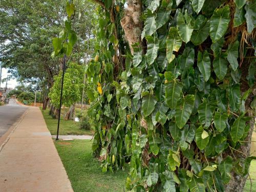 a tree covered in green leaves on a sidewalk at Chalés Encantos de Cunha Azul in Cunha