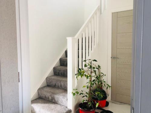 a staircase with two potted plants in a house at Diamond accommodation in London