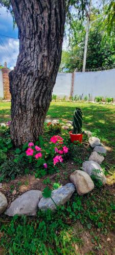 a tree with pink flowers in front of a tree at Casa de Campo- Terra Viva in San Salvador de Jujuy