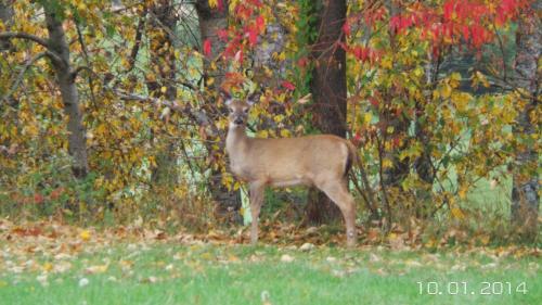 a deer standing in a field in the woods at Auberge de la Tour et Spa in Magog-Orford