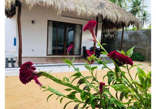 a house with pink flowers in front of it at The Blue Lagoon Resort Kalpitiya in Kalpitiya