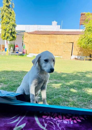 Lazy Staytion Hostel Pushkar – Photos 5