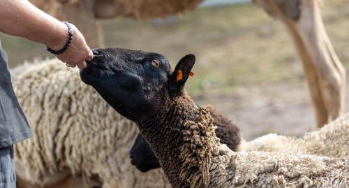 a person petting the head of a sheep at Galahad's Animal Sanctuary B&B in Gisborne