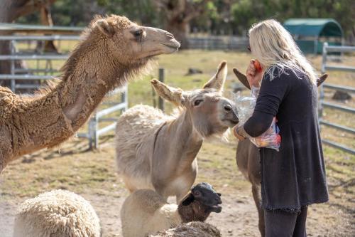a woman is standing next to some animals at Galahad's Animal Sanctuary B&B in Gisborne
